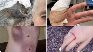 Sóc 'điên' gieo rắc nỗi kinh hoàng cho thị trấn, dân không dám ra đường