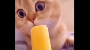 Biểu cảm hài hước của mèo khi ăn thử kem