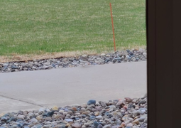 Trong 5 giây, thách bạn chỉ ra con chim đang ở đâu?