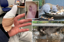 18 người bị thương vì một con sóc hung dữ