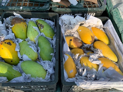 Mòn mỏi chờ thông quan, sang đến Trung Quốc, xoài thối hỏng hàng loạt 