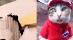 Khách hàng 'tắt điện' khi nhận ra mèo làm shipper 