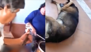 Chó đau khổ bịt tai khi nghe chủ chơi nhạc