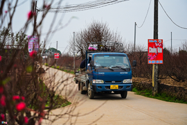 Làng hoa lớn nhất Hà Nội vào mùa phục vụ Tết