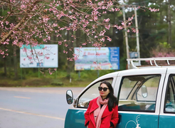 Ảnh: Du khách đổ xô lên 'Đà Lạt thứ hai' ngắm mai anh đào dịp đầu năm