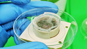 Australia phát triển chip có não người