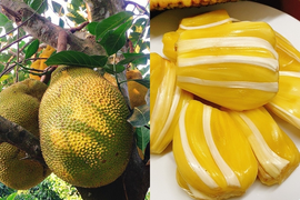 Mách bạn 5 mẹo đơn giản chọn mít chín cây và những món siêu ngon từ quả mít