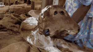 Video: Kỳ lạ con bê hai đầu, bốn mắt ở Ấn Độ