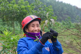 Ảnh: Nông dân Hà Tĩnh bận rộn với nghề ‘tuốt lá ra tiền’