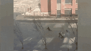 Video: Gió mạnh quật ngã người đi bộ