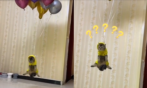 Mèo ngán ngẩm khi bị chủ đem ra làm trò đùa