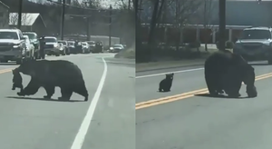Gấu mẹ bất lực khi mang lũ con qua đường