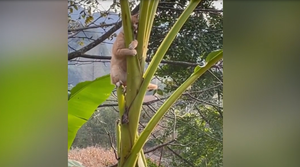 Mèo bất lực ôm cây chuối khi bị chó 'truy sát'