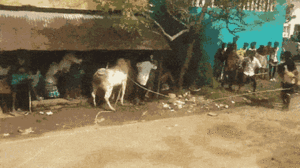 Video: Tổ chức đua bò trái phép, nhiều người bị húc văng