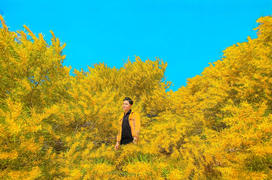 Phan Thiết mùa này rực màu hoa keo lá tràm, 1 bước chụp được khối ảnh triệu like