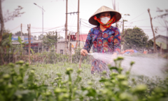 Ảnh: Vắng thương lái, người trồng hoa ở Quảng Bình lo 'mất Tết'