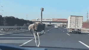 Video: Đà điểu thoát khỏi xe tải, 'chạy đua' với ô tô trên đường cao tốc