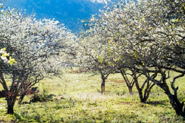 Moc Chau Central Hill - đột phá chuẩn sống mới tại thiên đường Tây Bắc