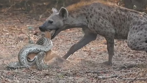 Video: Linh cẩu 'nẫng' mồi của trăn rừng