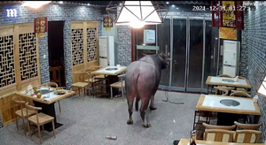 Trâu 'điên' lao vào nhà hàng, húc tung thực khách lên không