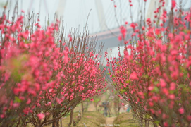 Hàng không lần đầu bán đào, mai Tết