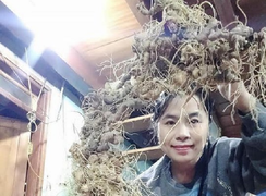 168 củ sâm Ngọc Linh được ghép thành hình rồng, giá gần 500 triệu đồng