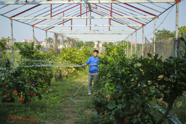 Video: Nông dân tạo dáng bonsai trên bưởi đỏ tiến vua phục vụ Tết