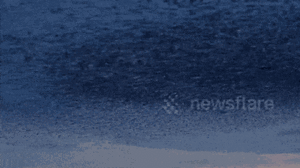 Video: Vũ điệu tuyệt đẹp của đàn chim sáo đá trên bầu trời