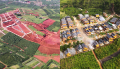 Yêu cầu dừng thi công 'dự án' cạo trọc đồi chè và bức tử rừng thông ở Lâm Đồng