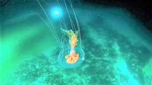 10 loài động vật có những khả năng đáng kinh ngạc