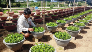 Video: Giá trái cây 'chạm đáy', mít Thái 5.000 đồng/kg