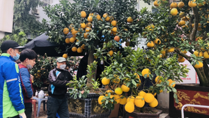 Video: Bưởi Diễn trĩu quả giá chục triệu đồng xuống phố Hà Nội