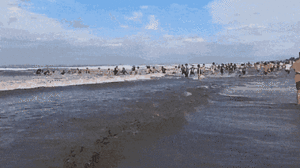 Video: Người tắm biển nối tay nhau dài chục mét cứu người đuối nước