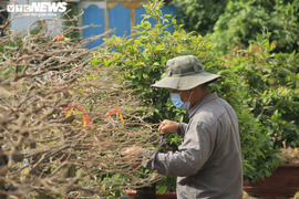 Ảnh: Chủ vườn đưa mai 'xuống phố', nhiều cây đợi ngày ra Bắc đón Tết