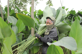 Người dân thủ phủ lá dong Hà Nội tất bật ‘hái lá đếm tiền’ dịp cận Tết 