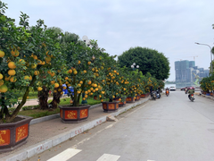 Đào, quất, bưởi Tết tràn phố Hà Nội, khách vẫn vắng bóng
