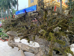 Nhất chi mai giá gần nửa tỷ đồng bán trên vỉa hè Hà Nội