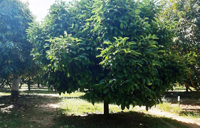 Thương lái ồ ạt ‘gom’ lá măng cụt ở Lâm Đồng, cơ quan chức năng ra cảnh báo nóng