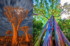 5 loài cây kỳ lạ trông như đến từ hành tinh khác, thoạt nhìn cứ ngỡ photoshop 