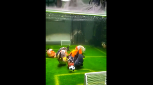 Đàn cá trổ tài đá bóng trong bể