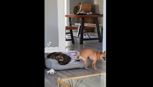 Sợ mèo, chó run rẩy khi bước vào nệm 