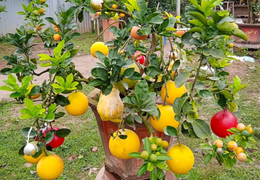 Nghệ nhân Hà Nội kể chuyện trồng cây ngũ quả độc lạ