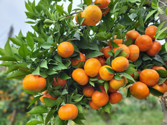 Cam, bưởi được mùa trúng giá vụ Tết, nông dân Bắc Giang thu lãi tiền tỷ