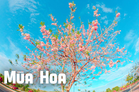 Mùa hoa: Hoa đỗ mai nở rộ đẹp không kém hoa đào, nơi check-in lại sát Sài Gòn