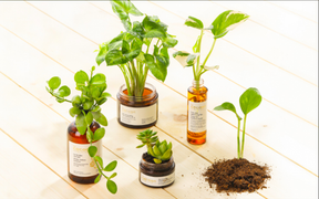 Hành trình truyền cảm hứng sống xanh của mỹ phẩm Việt thuần chay Cocoon