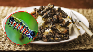 Rùng mình với món ăn được làm từ những con sâu lông béo múp ở châu Phi