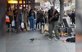 Bồ câu nhún nhảy theo nhịp điệu bài hát