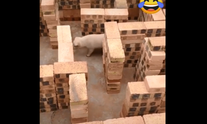 Cún con lạc lối khi bị thả vào mê cung