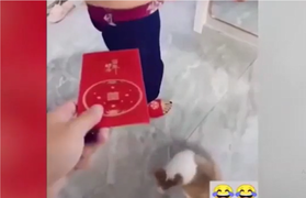 Gia chủ huấn luyện cún cưng nhận lì xì ngày Tết