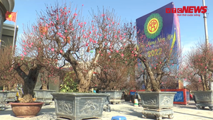 Video: Đào rừng khổng lồ giá gần trăm triệu đồng xuống phố Hà Nội